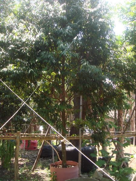 ต้นบุนนาค | สวนเฮงเจริญ - เมืองปราจีนบุรี ปราจีนบุรี