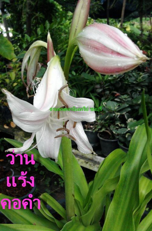 ว่านแรงคอคำ(ดอกขาวอมชมพูสวยหอม) | สวนเกษตรอินทรีย์ - พนัสนิคม ชลบุรี