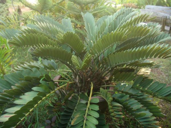 ปรงแม็กซิกัน(Maxican) | สวนกอบกุญ (KOBKUN GARDEN) - เมืองอุดรธานี อุดรธานี