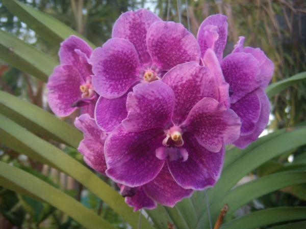 กล้วยไม้ (Orchid) แวนด้า | สวนกอบกุญ (KOBKUN GARDEN) - เมืองอุดรธานี อุดรธานี