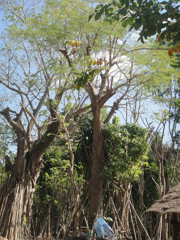 หางนกยูง15" | สวนทวี - ปราจีนบุรี