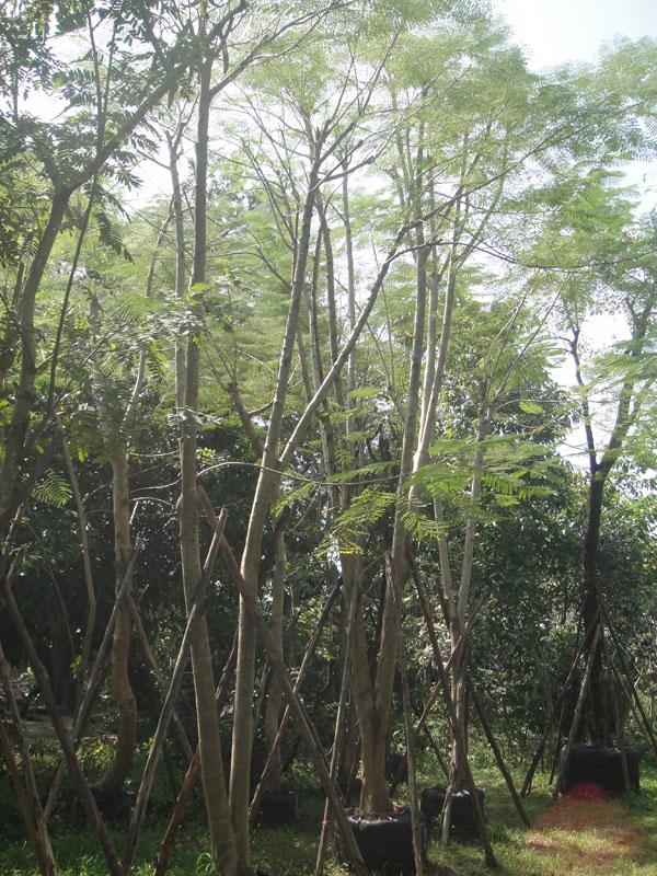 หางนกยูง6" | สวนทวี - ปราจีนบุรี