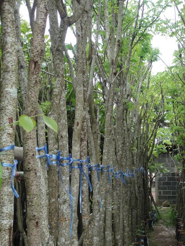 ประดู่แดง3" | สวนทวี - เมืองปราจีนบุรี ปราจีนบุรี