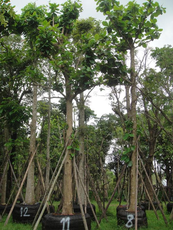 หูกวาง | สวนทวี - เมืองปราจีนบุรี ปราจีนบุรี