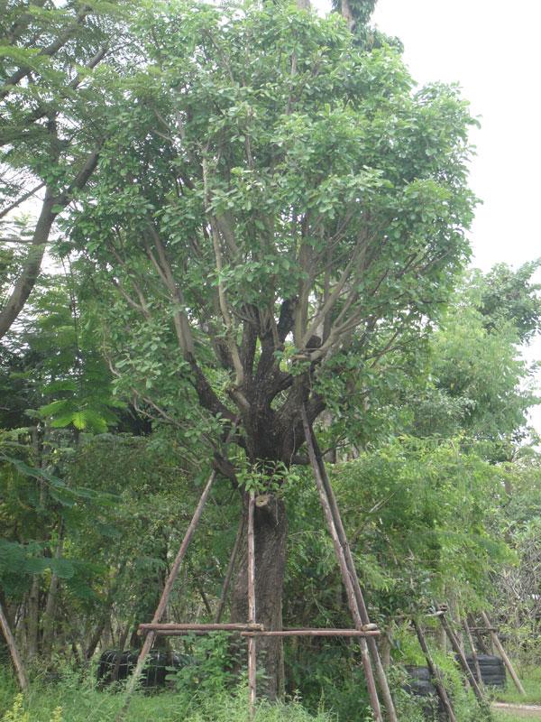 จิกน้ำ | สวนทวี - เมืองปราจีนบุรี ปราจีนบุรี