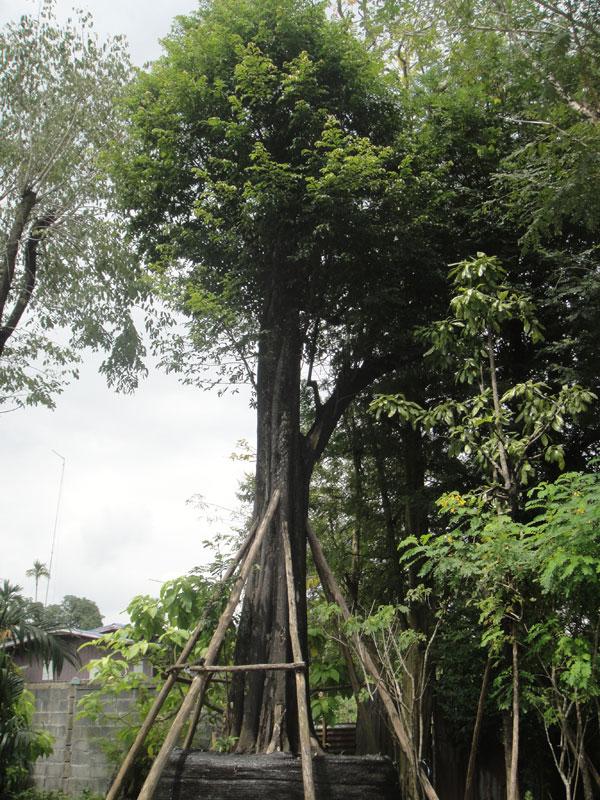 อิน จัน | สวนทวี - เมืองปราจีนบุรี ปราจีนบุรี