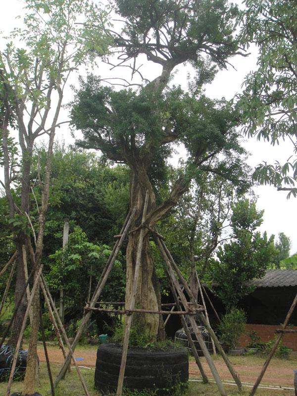 ต้นแจง | สวนทวี - เมืองปราจีนบุรี ปราจีนบุรี