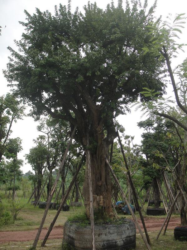 ต้นแจง | สวนทวี - เมืองปราจีนบุรี ปราจีนบุรี