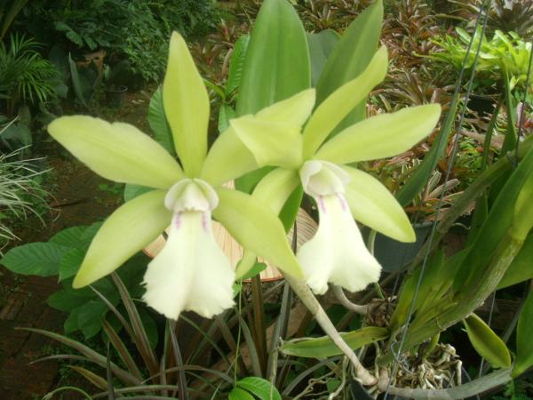 กล้วยไม้ (Orchid) | สวนกอบกุญ (KOBKUN GARDEN) - เมืองอุดรธานี อุดรธานี