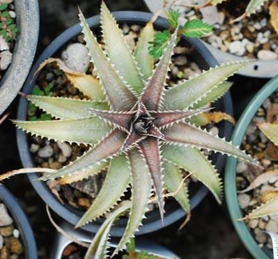 Dyckia Silver Sheen 