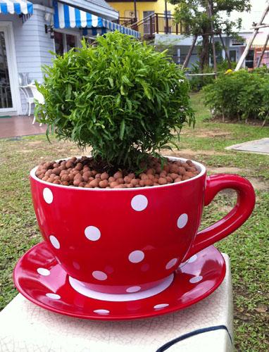 กระถางเซรามิค 10 นิ้ว ทรงถ้วยกาแฟ - แดง | Cup of Tree -  กรุงเทพมหานคร