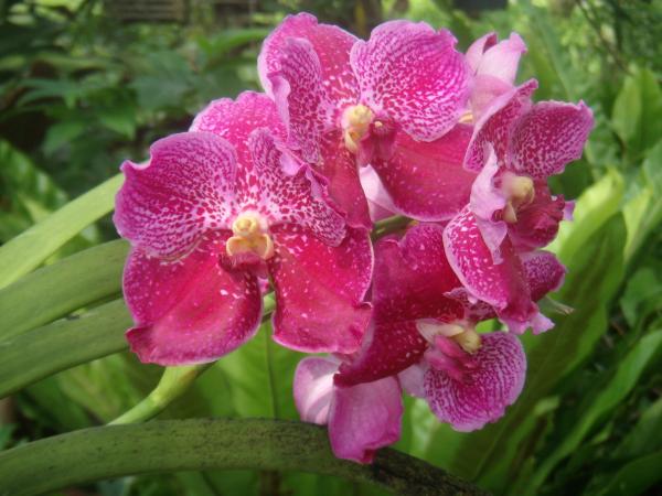 กล้วยไม้ (Orchid) แวนด้า | สวนกอบกุญ (KOBKUN GARDEN) - เมืองอุดรธานี อุดรธานี