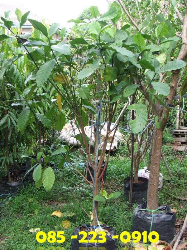 (ปลูกฟรี!) ต้นพุดเศรษฐี  | สวนไม้ไทย - บางบัวทอง นนทบุรี