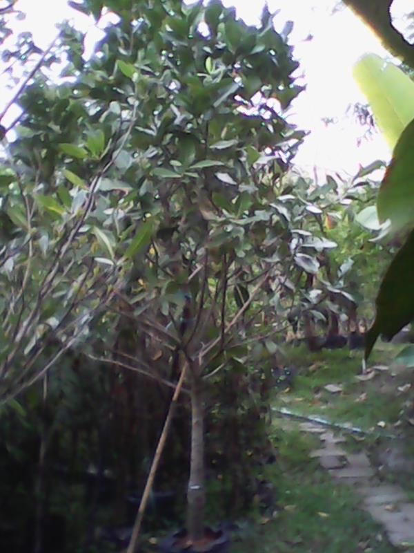 (ปลูกฟรี!) ต้นกระทิง  | สวนไม้ไทย - บางบัวทอง นนทบุรี