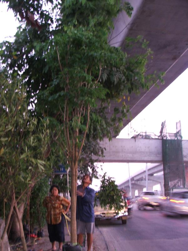 (ปลูกฟรี!) ต้นปีบทอง  | สวนไม้ไทย - บางบัวทอง นนทบุรี