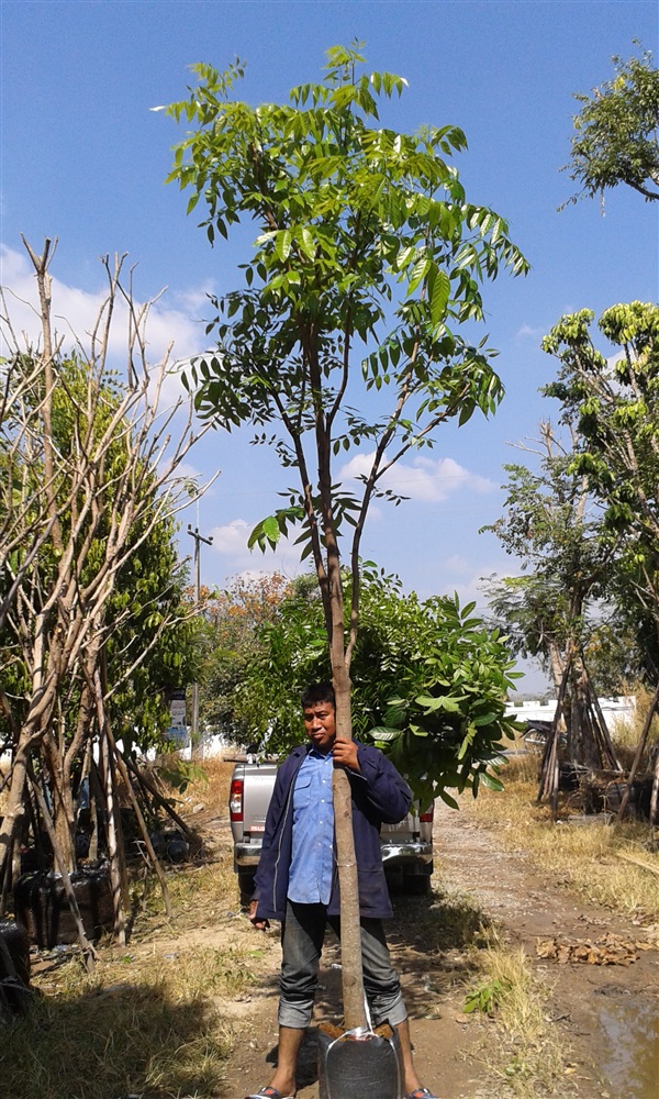 (ปลูกฟรี!) ต้นมะฮอกกานี | สวนไม้ไทย - บางบัวทอง นนทบุรี