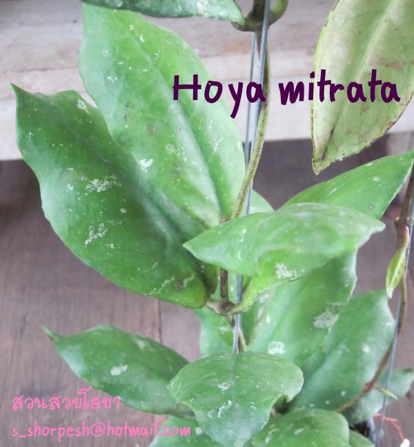 Hoya Mitrata  โฮยา มิททาท่า ไม้นิ้ว