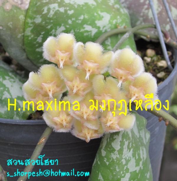 Hoya imbricata  Hoya maxima มงกุฎเหลือง | suansuayhoya - โพธาราม ราชบุรี