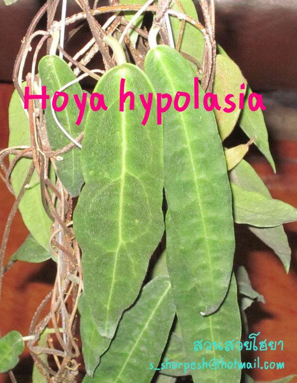Hoya hypolasia  โฮยา ไฮโปลาเซีย ไม้นิ้ว | suansuayhoya - โพธาราม ราชบุรี