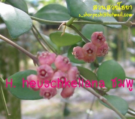 Hoya heuschkeliana ชมพู  ฮิวอี้ ชมพู ไม้นิ้ว | suansuayhoya - โพธาราม ราชบุรี