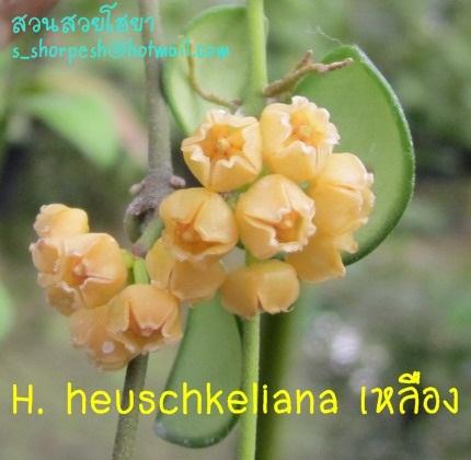 Hoya heuschkeliana เหลือง  ฮิวอี้ เหลือง ไม้นิ้ว | suansuayhoya - โพธาราม ราชบุรี