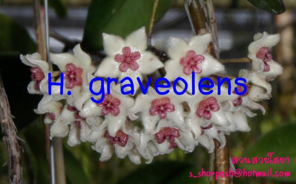 Hoya graveolens  โฮยา กาวีโอเลนส์ ไม้นิ้ว | suansuayhoya - โพธาราม ราชบุรี