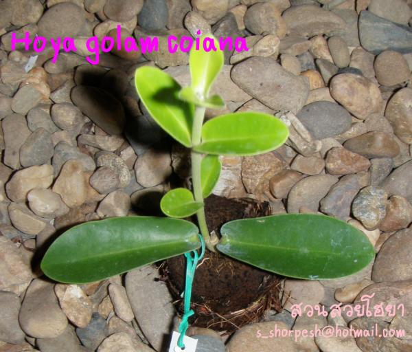 Hoya golam coiana ไม้นิ้ว | suansuayhoya - โพธาราม ราชบุรี