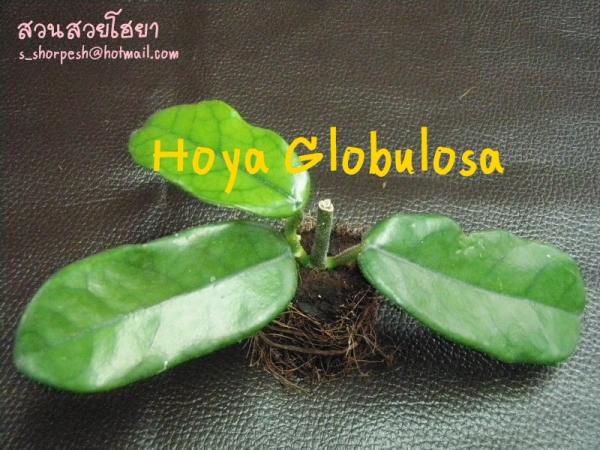 Hoya Globulosa  โฮยา โกบูโลซ่า ไม้นิ้ว | suansuayhoya - โพธาราม ราชบุรี
