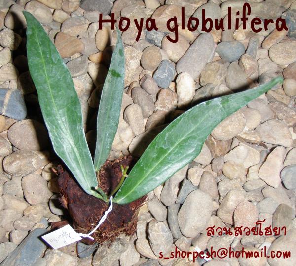 Hoya globulifera  โฮยา โกบูลิเฟอร่า ไม้นิ้ว | suansuayhoya - โพธาราม ราชบุรี