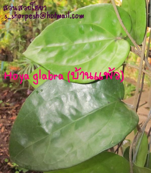 Hoya glabra (บ้านแพ้ว) ไม้นิ้ว | suansuayhoya - โพธาราม ราชบุรี