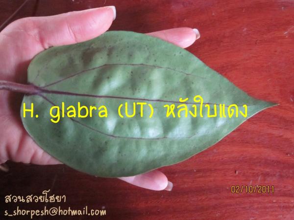 Hoya glabra (UT) หลังใบแดง ไม้นิ้ว | suansuayhoya - โพธาราม ราชบุรี