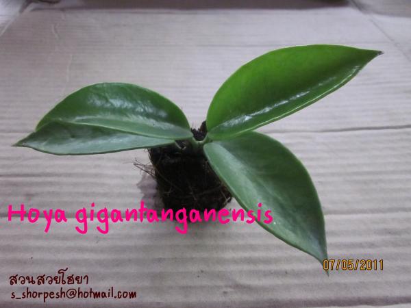 Hoya gigantanganensis ไม้นิ้ว | suansuayhoya - โพธาราม ราชบุรี