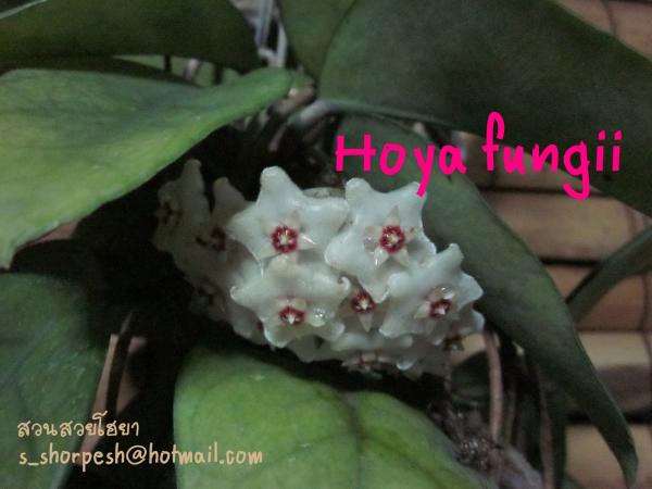 Hoya fungii  โฮยา ฟังจิอาย ไม้นิ้ว