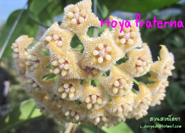 Hoya fraterna  โฮยา ฟาเทอนา ไม้นิ้ว | suansuayhoya - โพธาราม ราชบุรี