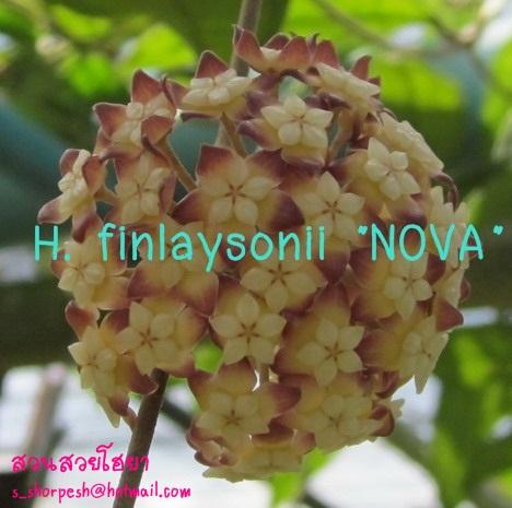 Hoya finlaysonii  NOVA ไม้นิ้ว | suansuayhoya - โพธาราม ราชบุรี