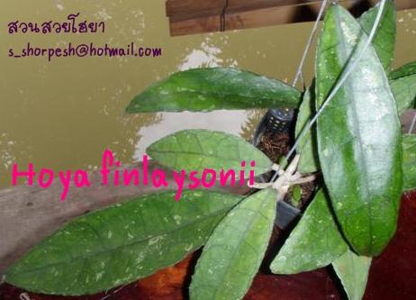 Hoya finlaysonii  โฮยา ฟินเลโซนิอาย ไม้นิ้ว | suansuayhoya - โพธาราม ราชบุรี