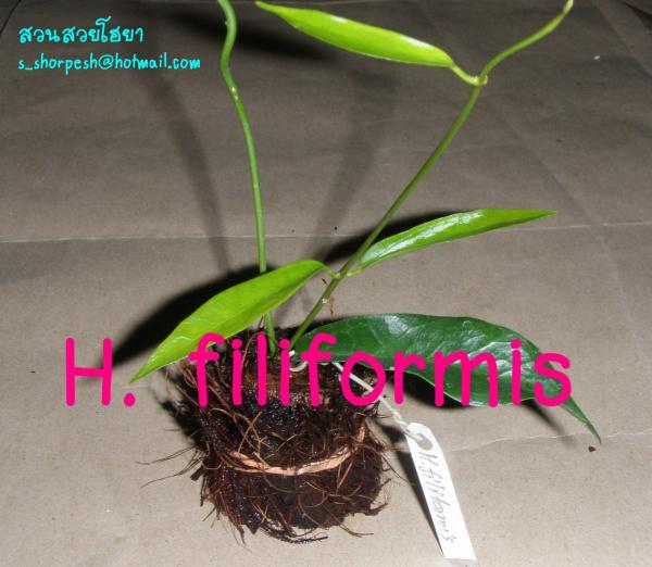 Hoya filiformis  โฮยา ฟิลิฟอมิส ไม้นิ้ว | suansuayhoya - โพธาราม ราชบุรี