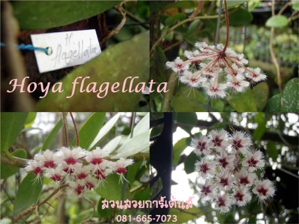 Hoya flagellata ไม้นิ้ว ไม้รุ่น