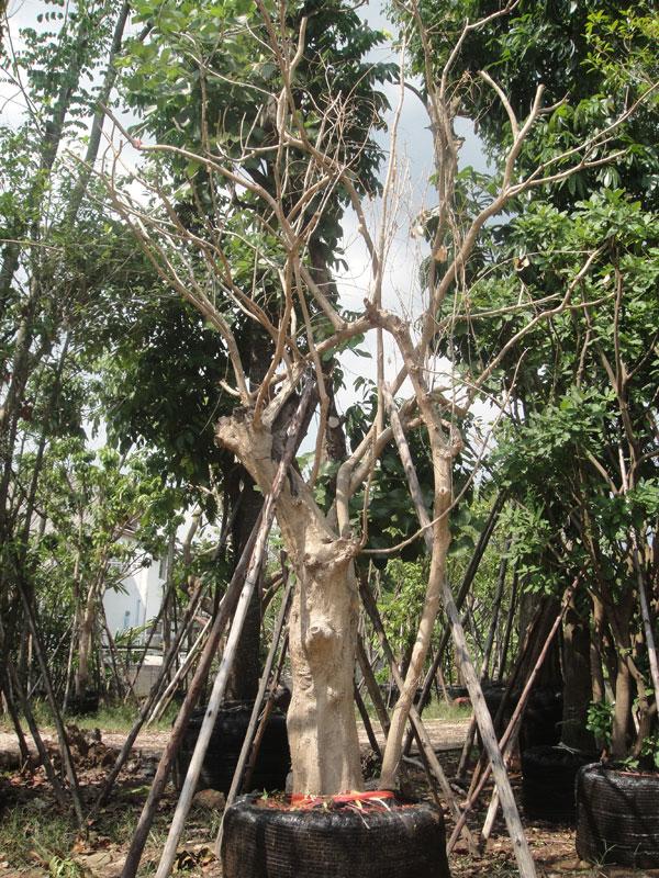 ชุมแสง | สวนทวี - เมืองปราจีนบุรี ปราจีนบุรี