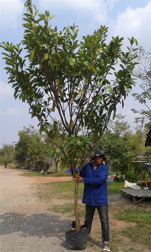 (ปลูกฟรี!) ต้นแก้วมุกดา ฟอร์มสวยพุ่มใหญ่ | สวนไม้ไทย - บางบัวทอง นนทบุรี