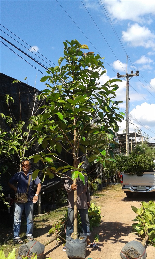 ปลูกฟรี/ต้นชมพู่มะเหมี่ยว | สวนไม้ไทย - บางบัวทอง นนทบุรี