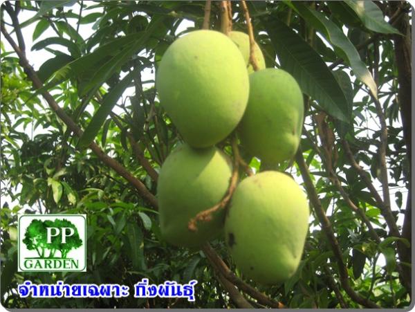 มะม่วงขายตึก