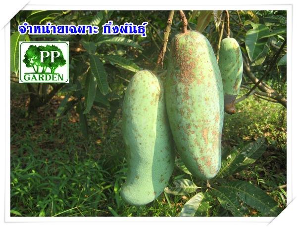 มะม่วงมันขุนศรี