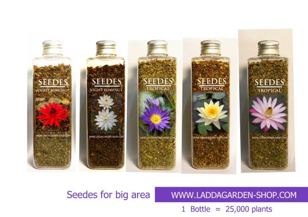 seed  tropical water lilies in siam | laddagarden - ลาดหลุมแก้ว ปทุมธานี