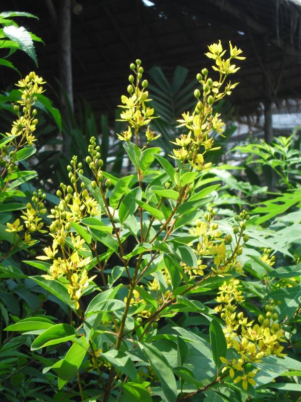 พวงทอง | สวนกอบกุญ (KOBKUN GARDEN) - เมืองอุดรธานี อุดรธานี