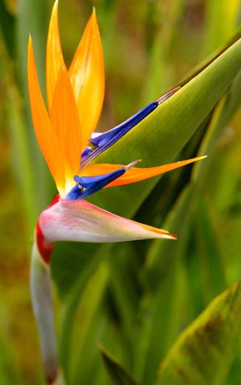 ต้นปักษาสวรรค์ (Bird of paradise)