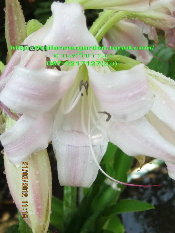 ว่านแร้งคอดำ Crinum latifolium Linn.  | สวนศรีชาวนา - เมืองปราจีนบุรี ปราจีนบุรี