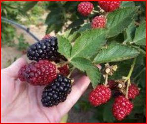 Blackberry  | seeds etc. -  กรุงเทพมหานคร