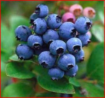 Blueberry | seeds etc. -  กรุงเทพมหานคร