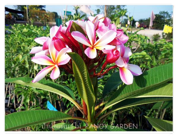 ลีลาวดี | ป้าน้อยพันธุ์ไม้ - พบพระ ตาก